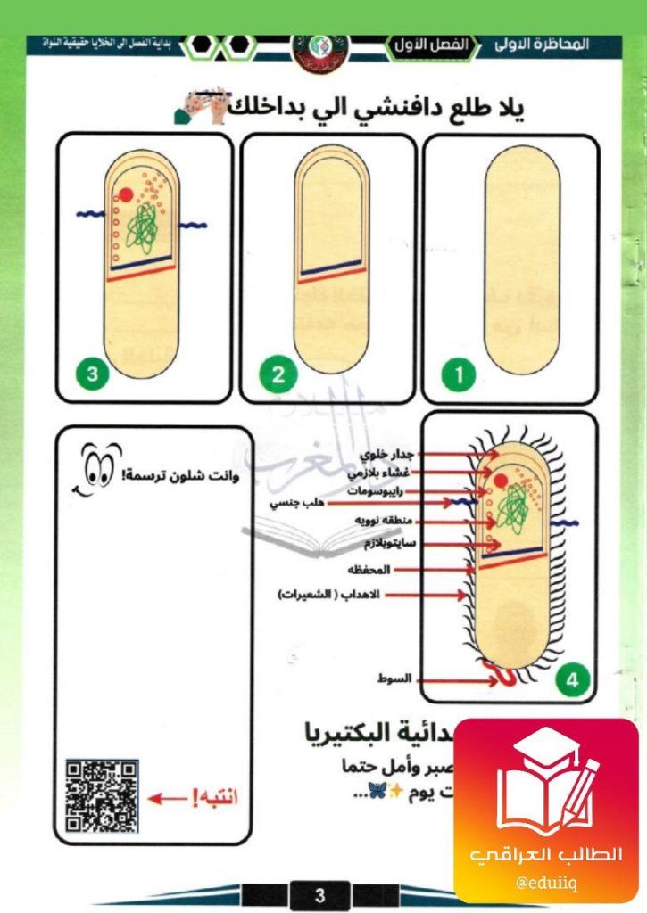ملزمة نورس الموسوي رسومات و امتحانات الاحياء السادس العلمي – تحميل PDF